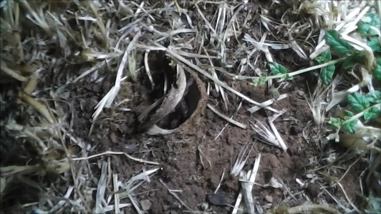 Trapdoor Spider and Magpies Make Adjustments