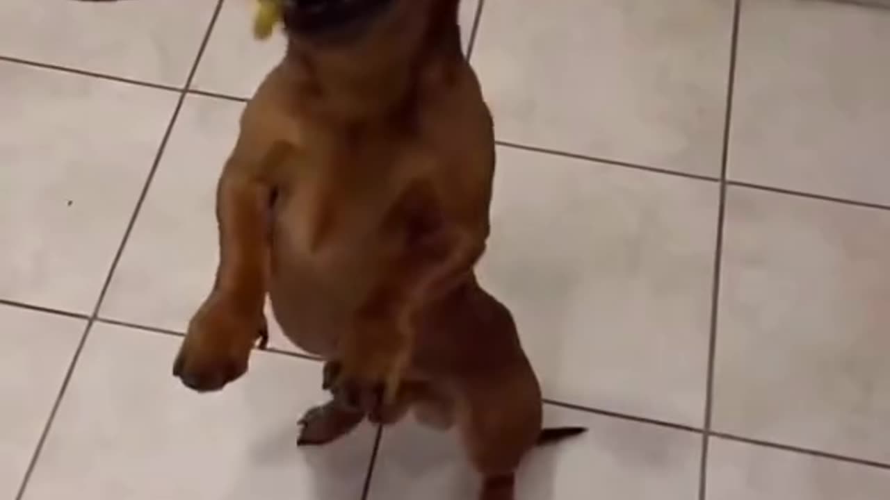 WEINER DOG GOT SKILLS!!!