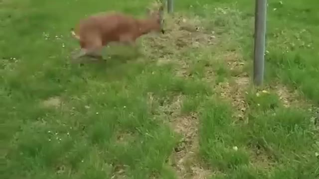 WILD DEER TRAPED