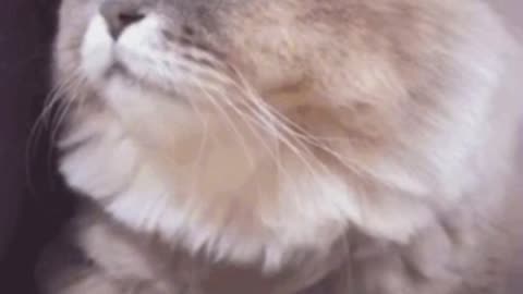 Cute Cat Gif