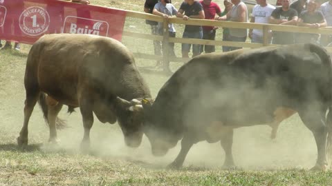 Sokol od Aketa vs Lugo od Begića