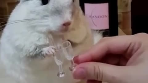 Chinchillas Cheers #shorts #viral #shortsvideo #video