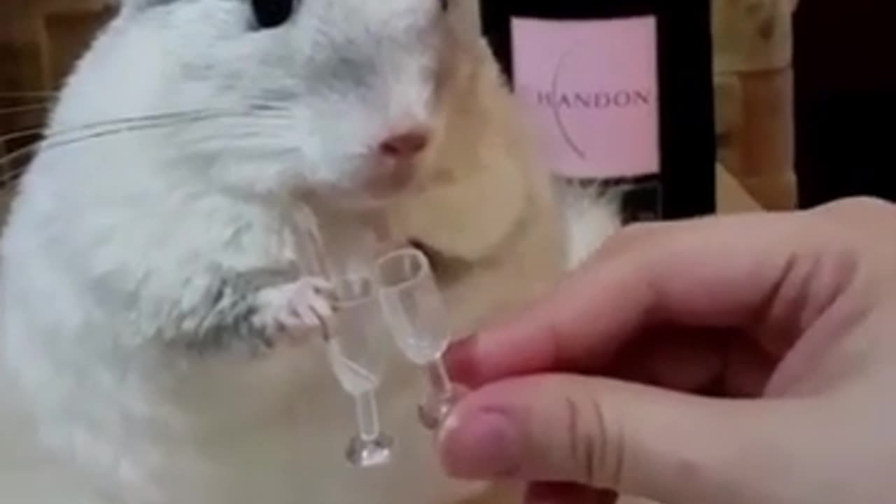 Chinchillas Cheers #shorts #viral #shortsvideo #video