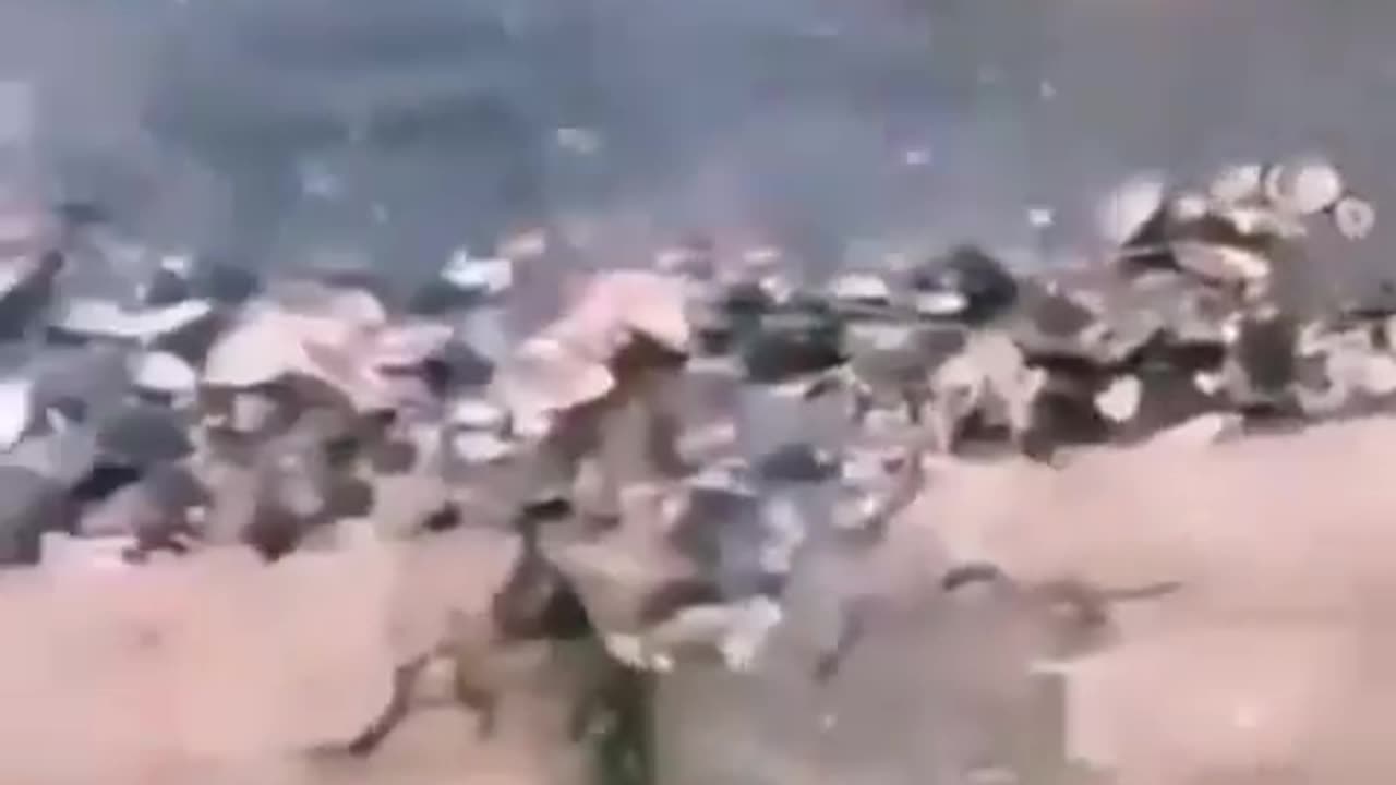 Dog Dragged To The Deep End