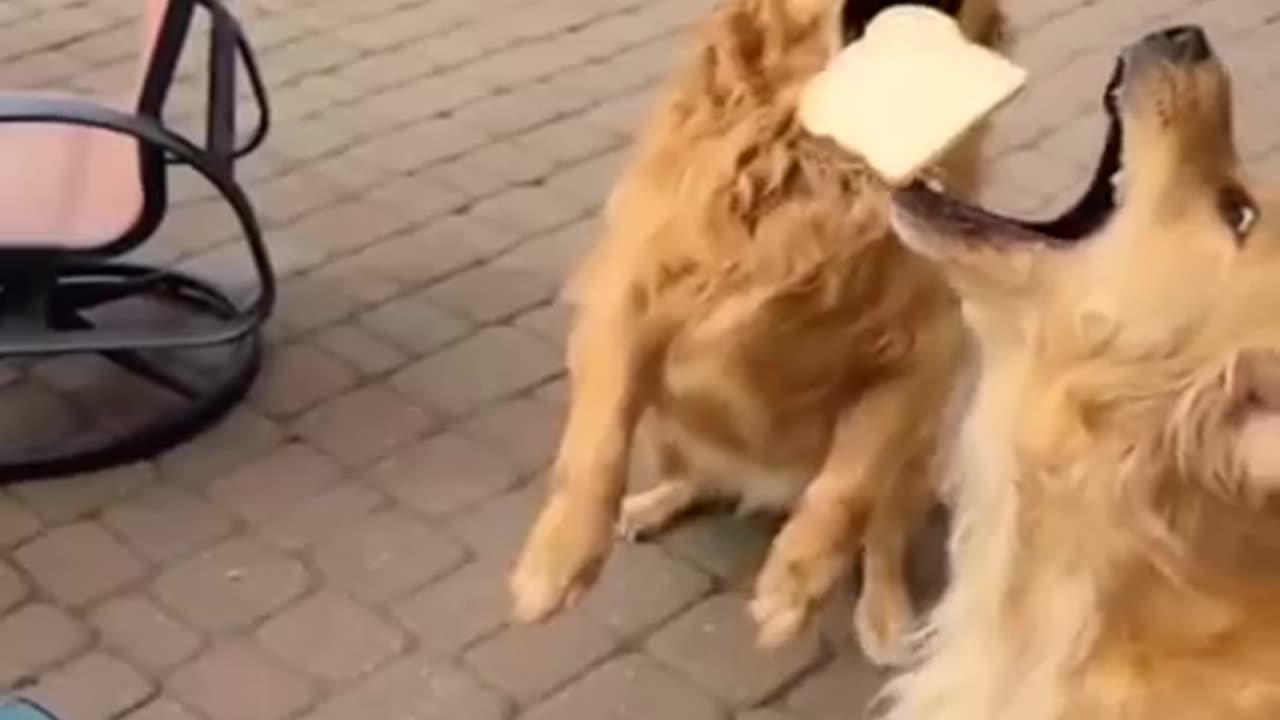 Dogs pet's with men very interesting video in rumble