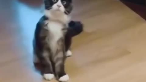 STUNNED CAT! videos #viral #memes #funnyanimals