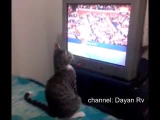 Funny cat loves watching tennis