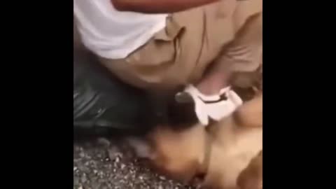 Dogs Funny Enjoyments