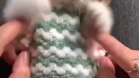 Baby Kittens Cute And Funny