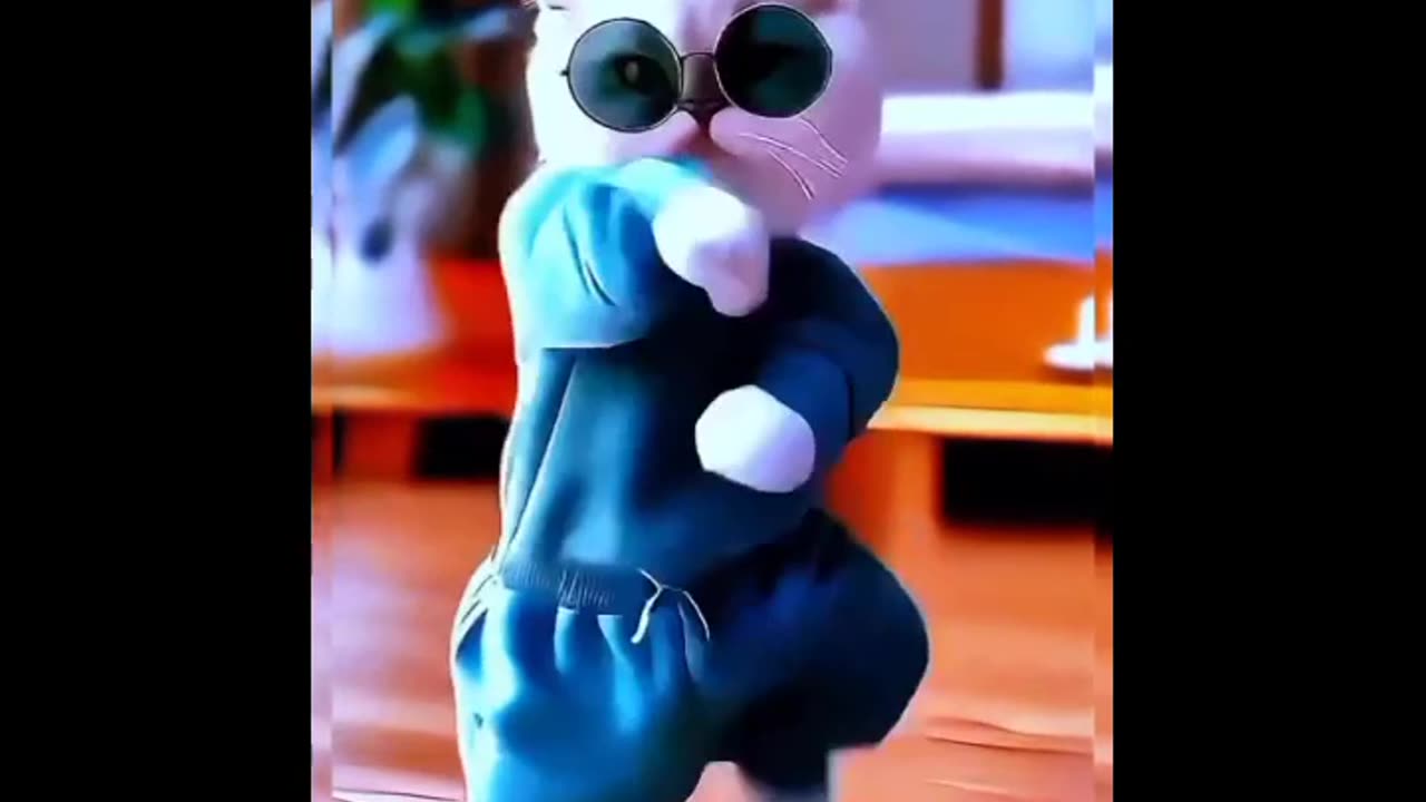 Cat Dancing Video