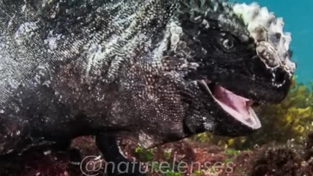 Marine Iguana | The Real Life Godzilla