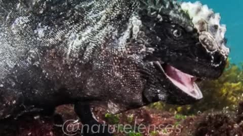 Marine Iguana | The Real Life Godzilla