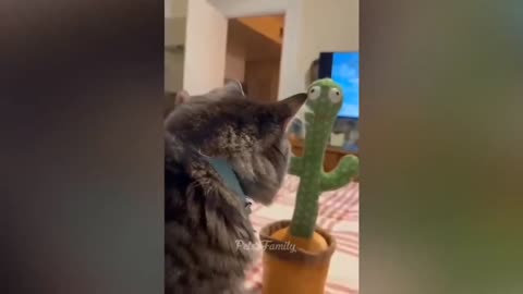 what a Funny Cat - The Most Hilarious Cat Videos of the Year