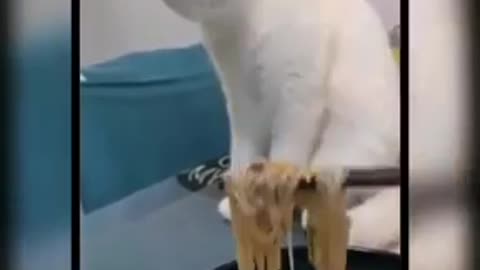 BABY CATS: A COLLECTION OF CUTE AND FUNNY CAT VIDEOS, PART 52