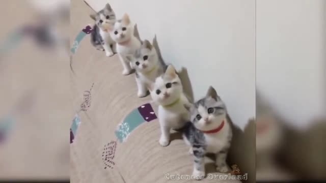 So many cute kittens video