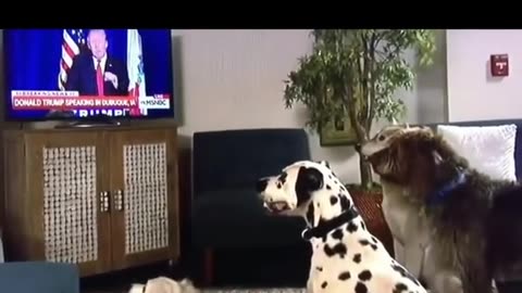 Even the dogs listen to trump