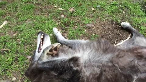 A very happy wolf