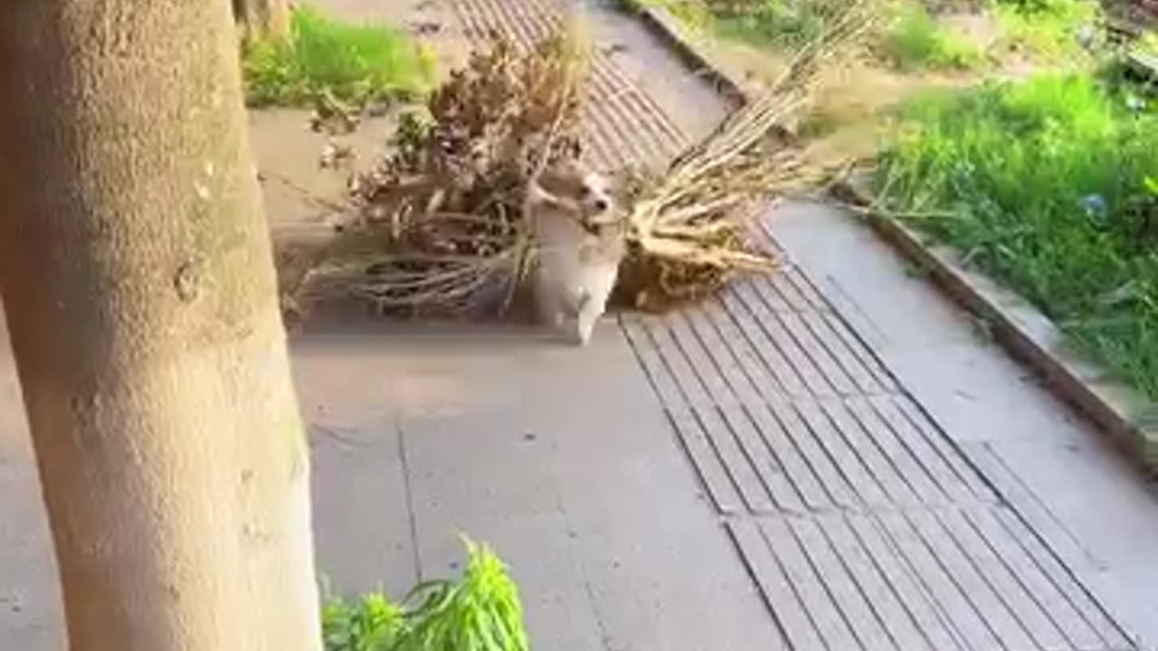 Dog Branch Manager