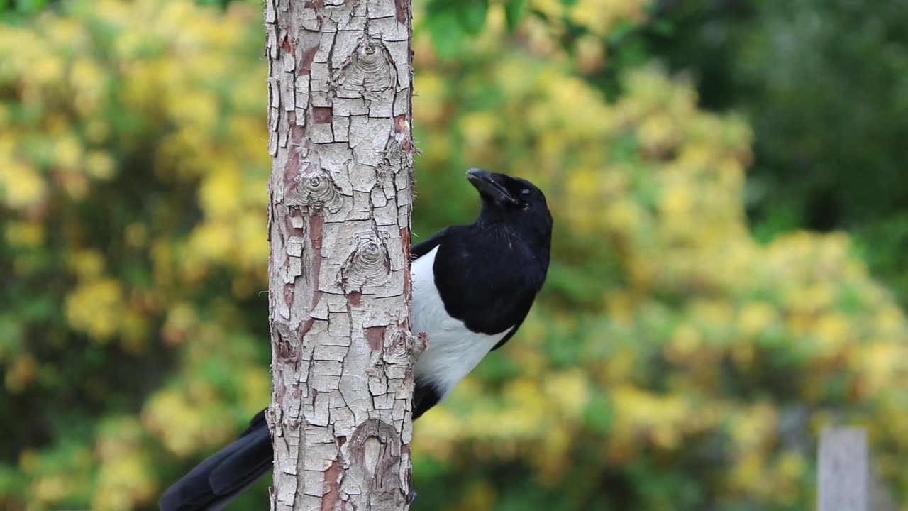 Magpie bird