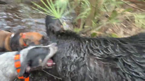 Wild Boar Hunt with Cane Corso catch dog - action packed hunt!