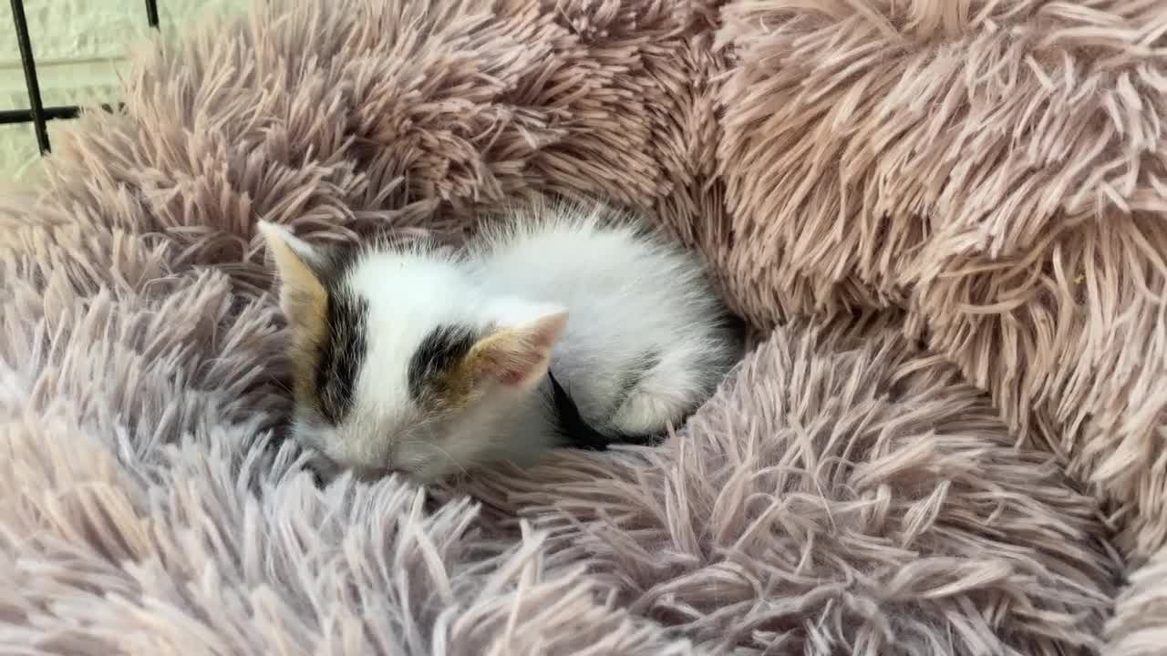 Kitten doesn't want to eat, just wants to sleep