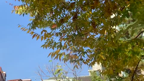 Autumn leaves seen from the car.