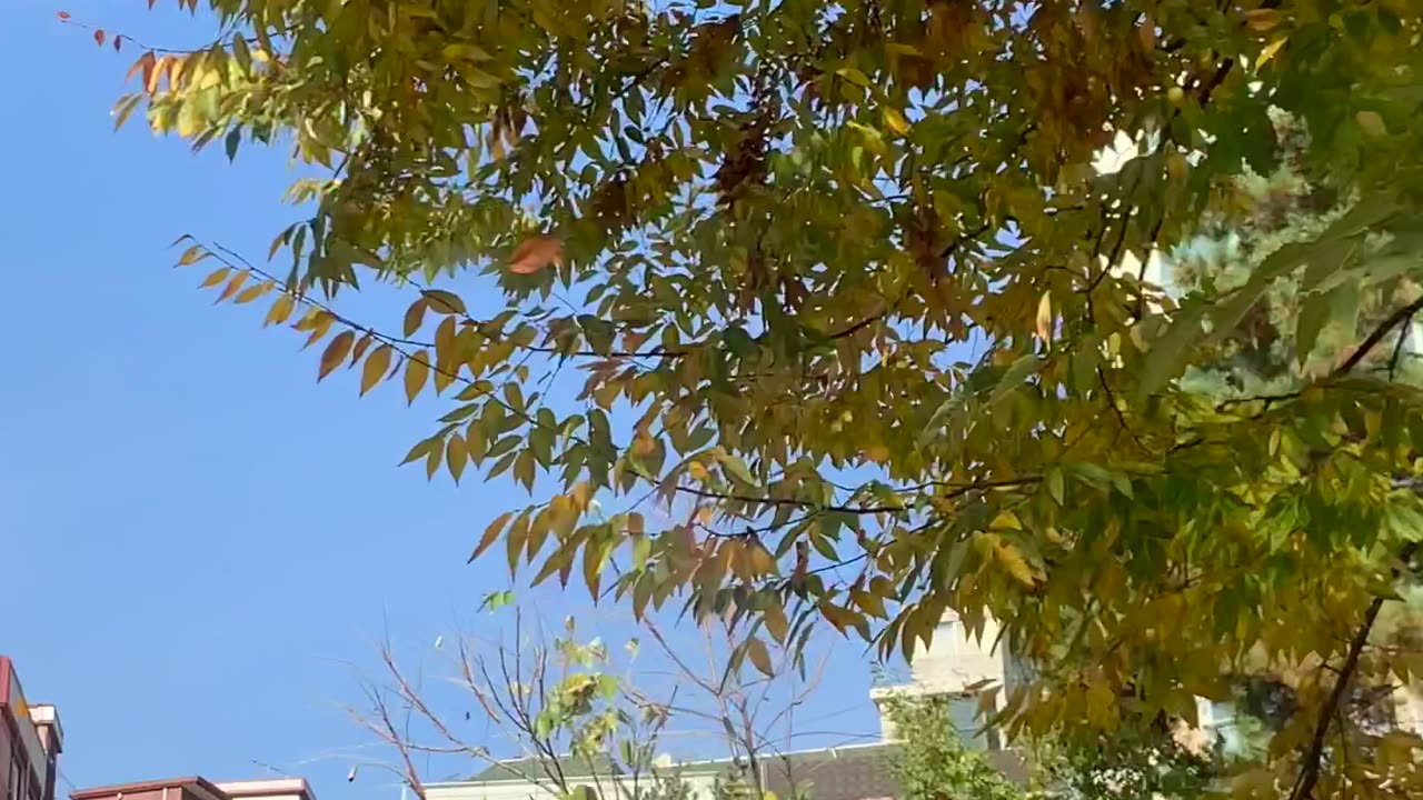 Autumn leaves seen from the car.