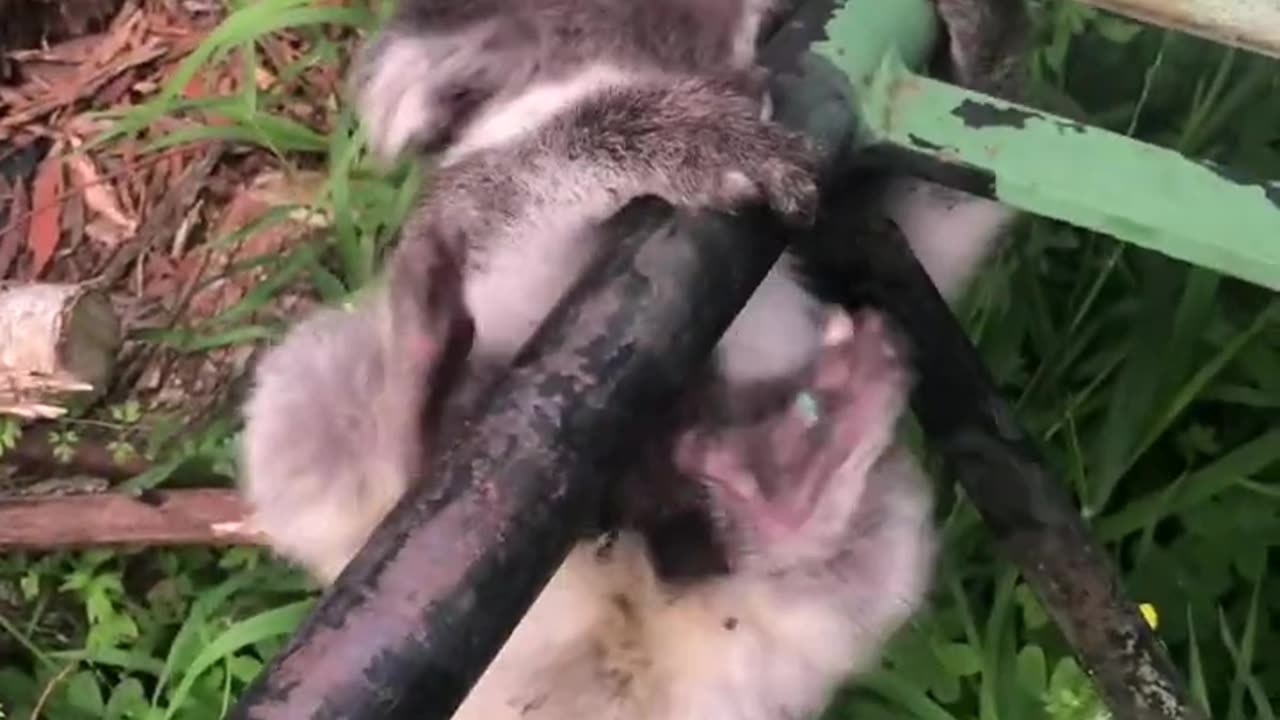 Dog-riding Baby Koala’s Horizontal Bar Stunt