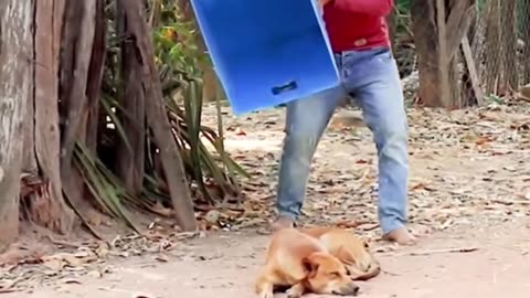 Hilarious Troll Dog Prank (Really Funny & Interesting!!!)