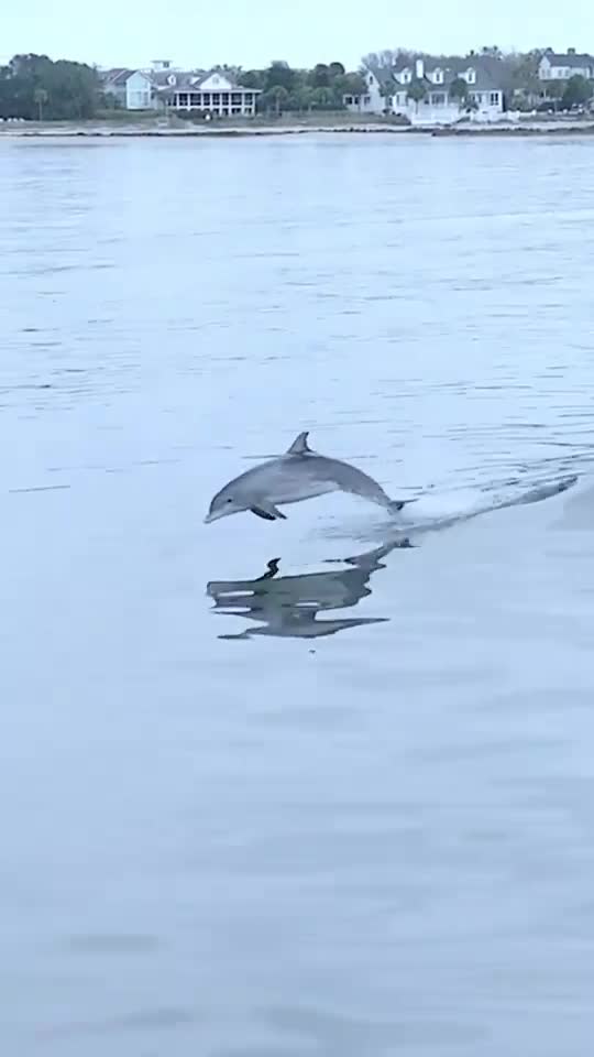 Dolphin Spelling Video.Dolphin playing video