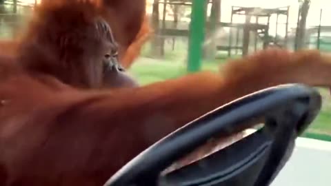 Best Funny Animals: Funny Monkey Drives to the Banana Store