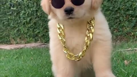 This Puppy has Swag!