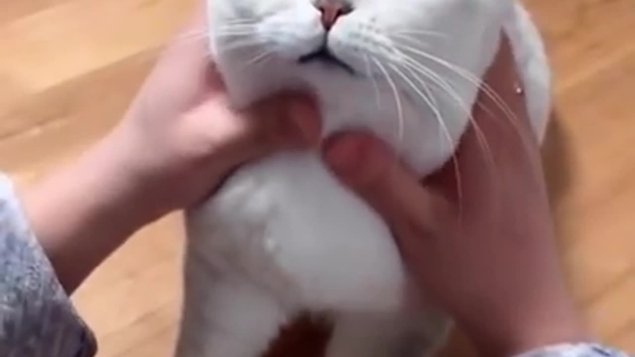 Most satisfied funny cat video