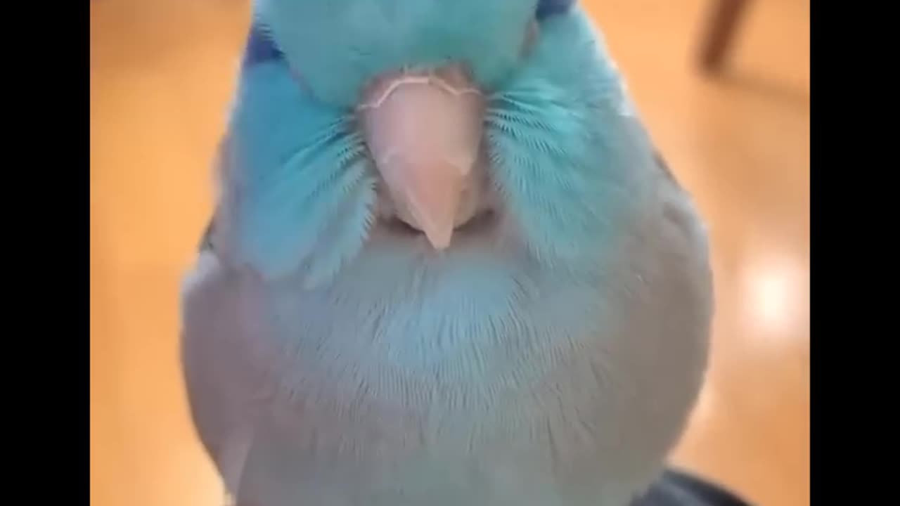 Cute baby animals Videos Compilation cute moment of the animals #15