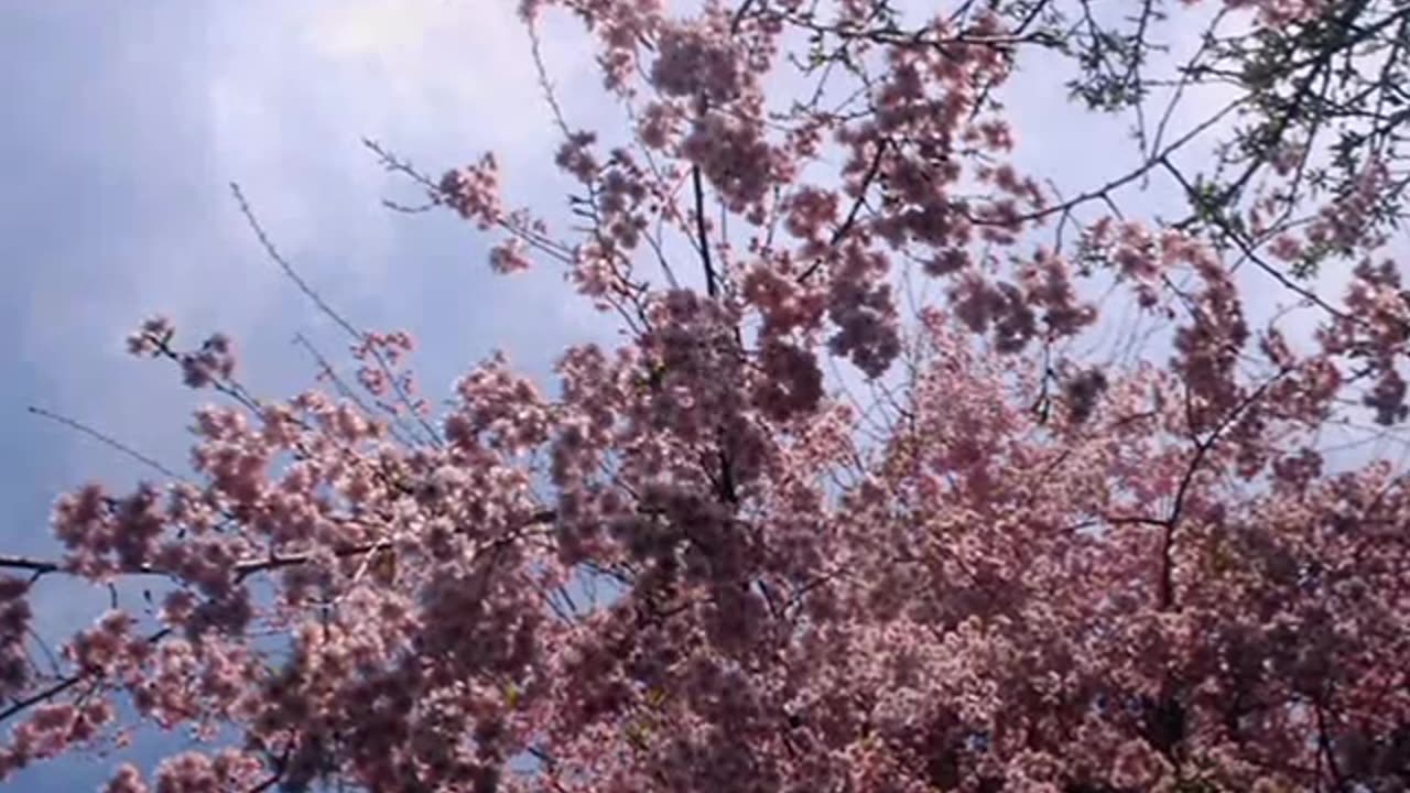 Light on the Seasons 2(2010) Vangelis - Theme from Antarctica, Five Circle's