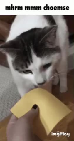 Cute Cat Gif