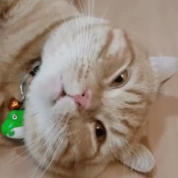 Cute Cat Gif