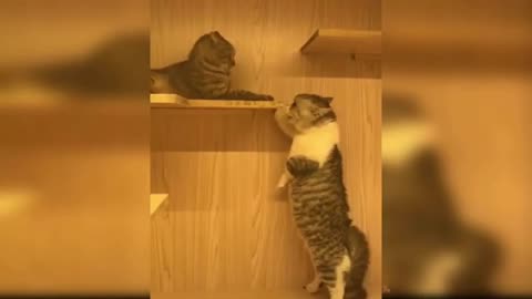 The best funny Cat videos - The cutest cat videos