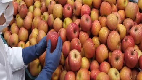 Natural apple juice factory incredible process
