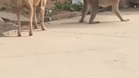 Funny animals video that will keep you laughing