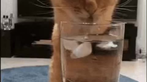Cute Cat Gif