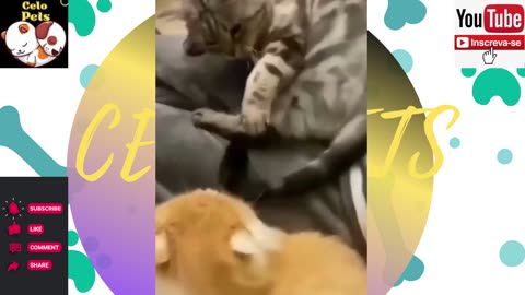 Animais Engraçados Funny Animals Channel 🐶🐱