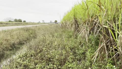 Cane Corso catch dog work - featuring. Ursa