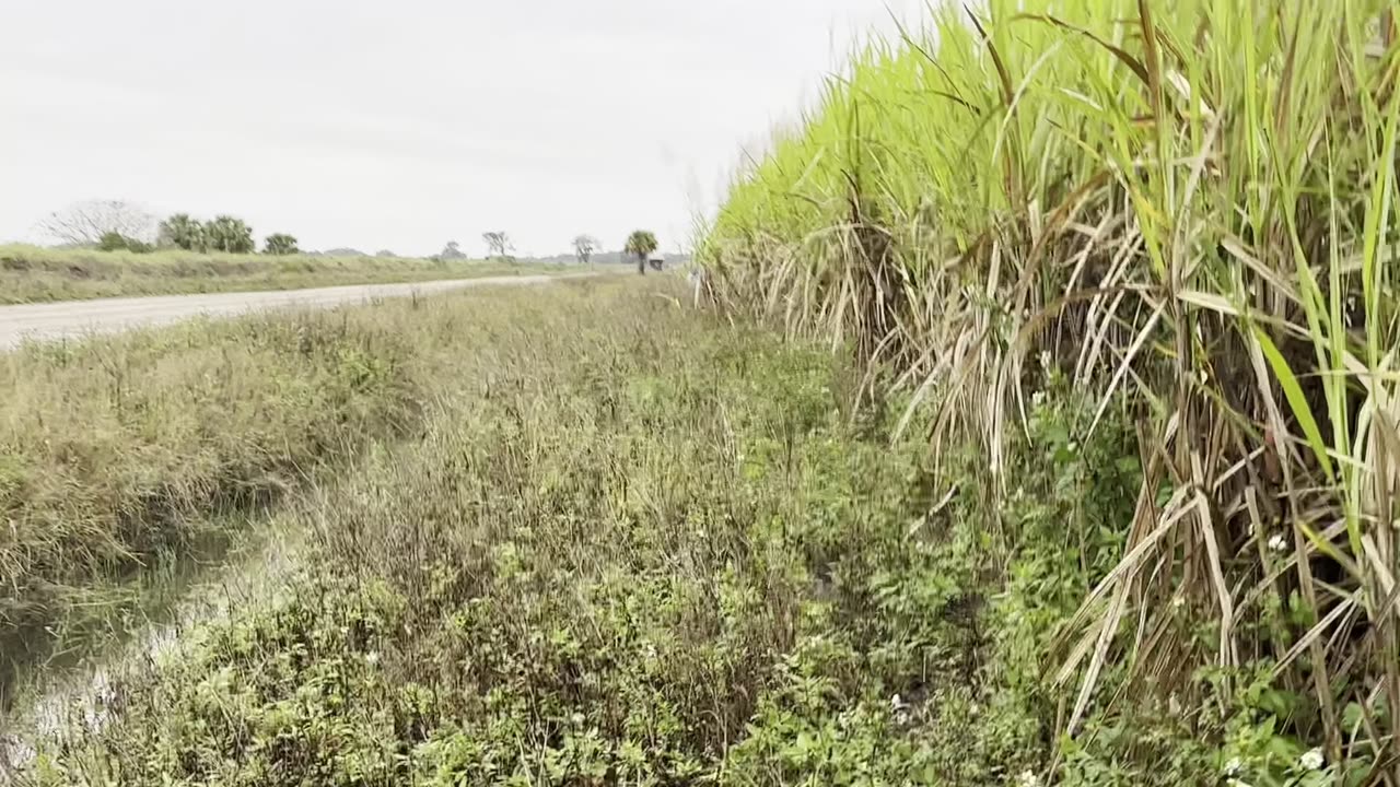 Cane Corso catch dog work - featuring. Ursa