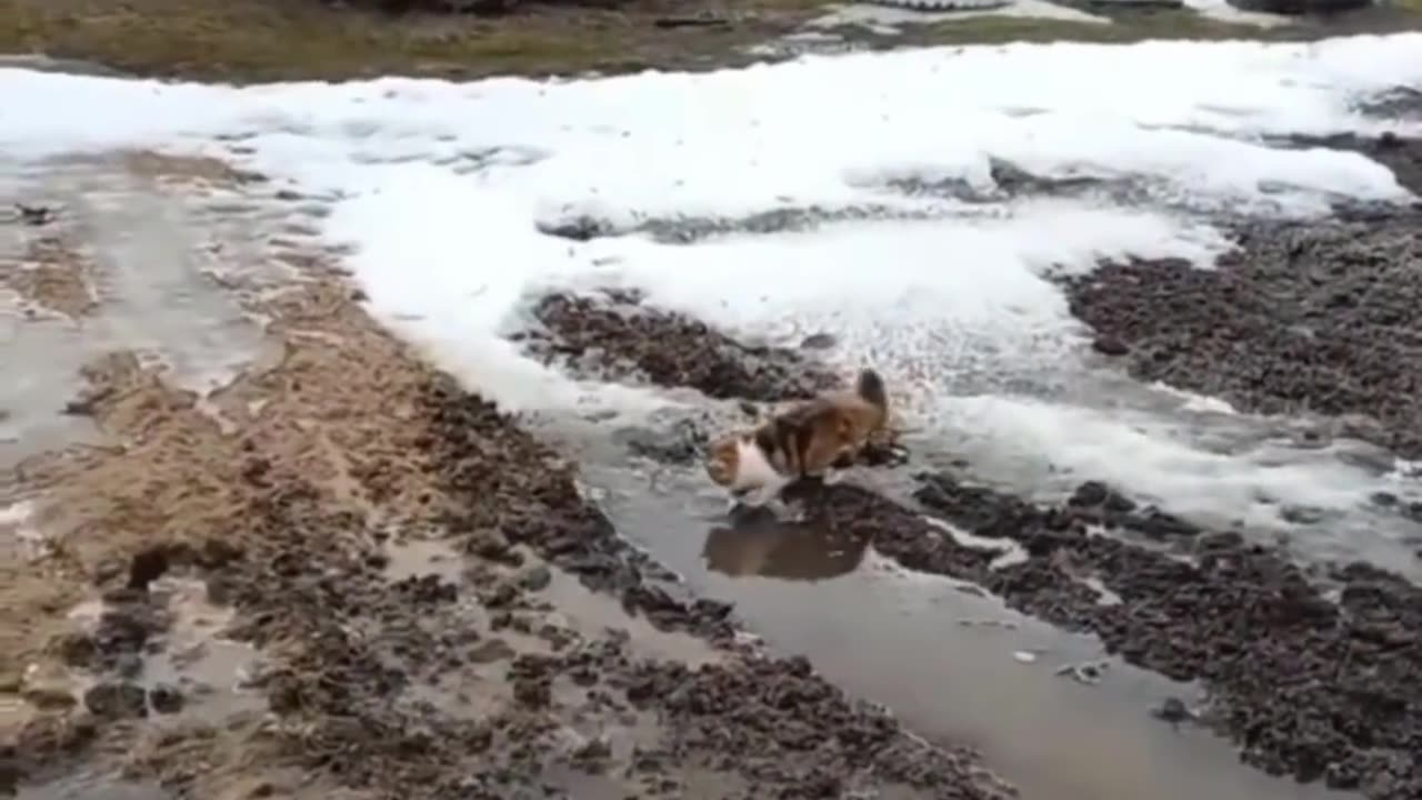 FUNNY CATS 5