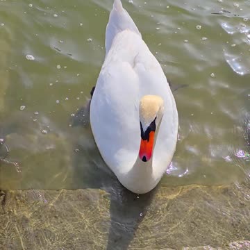 Two swans tease each other / beautiful swans in the river.