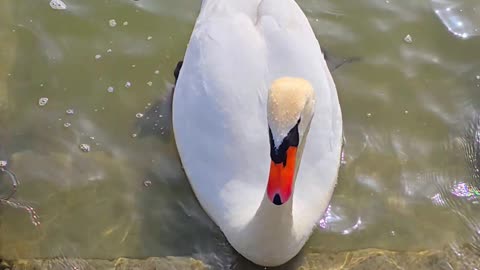 Two swans tease each other / beautiful swans in the river.