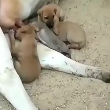 cow feeding puppies