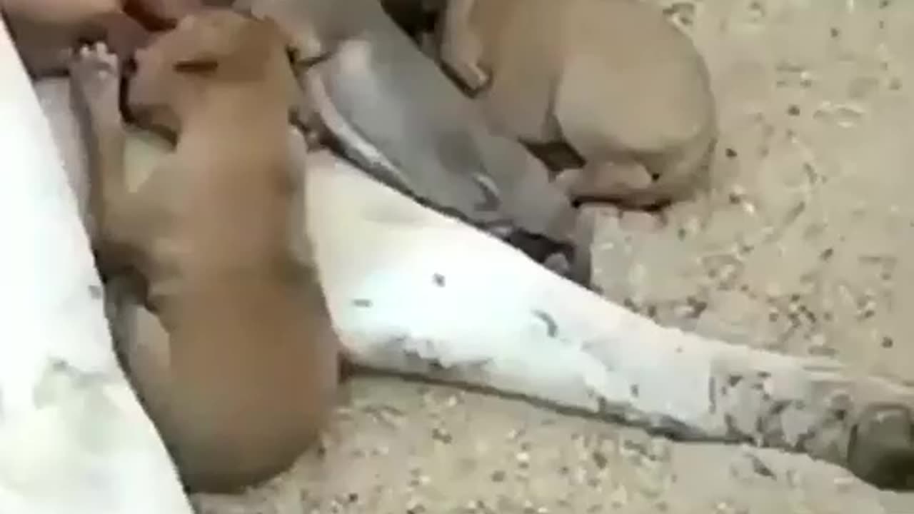 cow feeding puppies