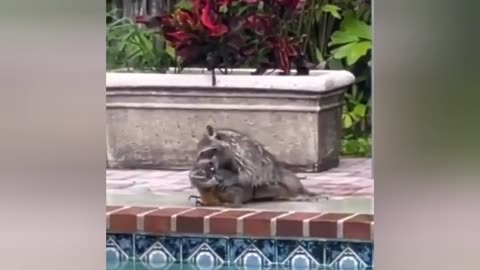 when the raccoon finds the lizard and kills it